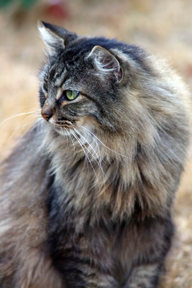 Healthiest cat breeds