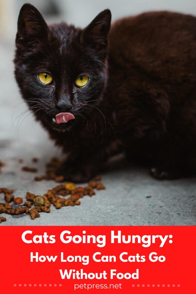 How long can cats go without food