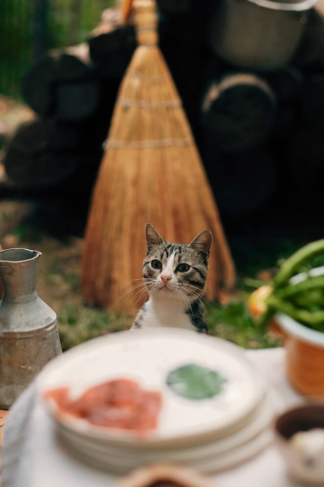 Cats Going Hungry How Long Can Cats Go Without Food cats-going-hungry-how-long-can-cats-go-without-food