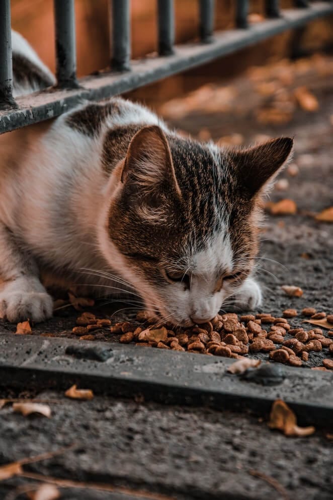 How long can cats go without food