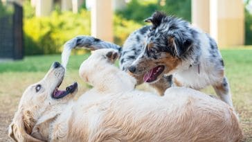 How to Tell If Dogs Are Playing or Fighting