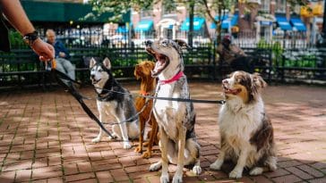 How to become a dog walker