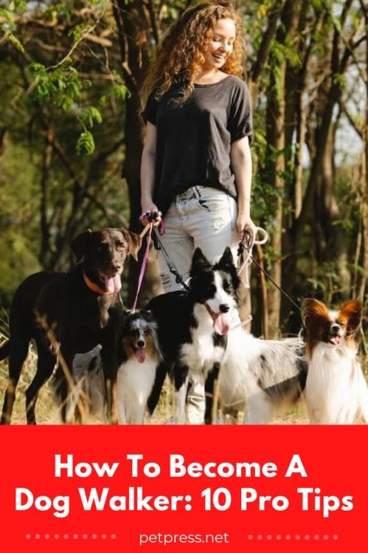 How To A Dog Walker 10 Pro Tips