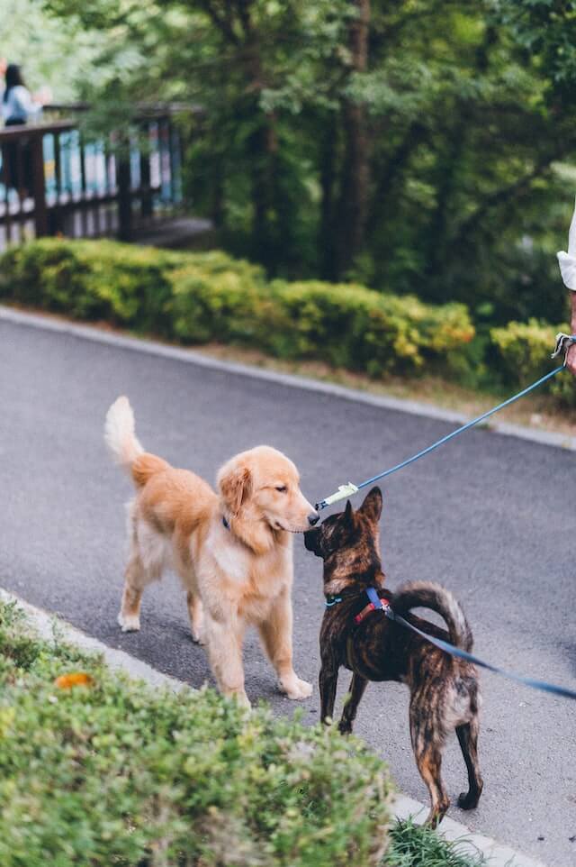 How to become a dog walker