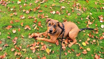 How to get burrs out of dog fur