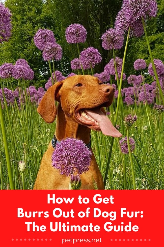 How to get burrs out of dog fur