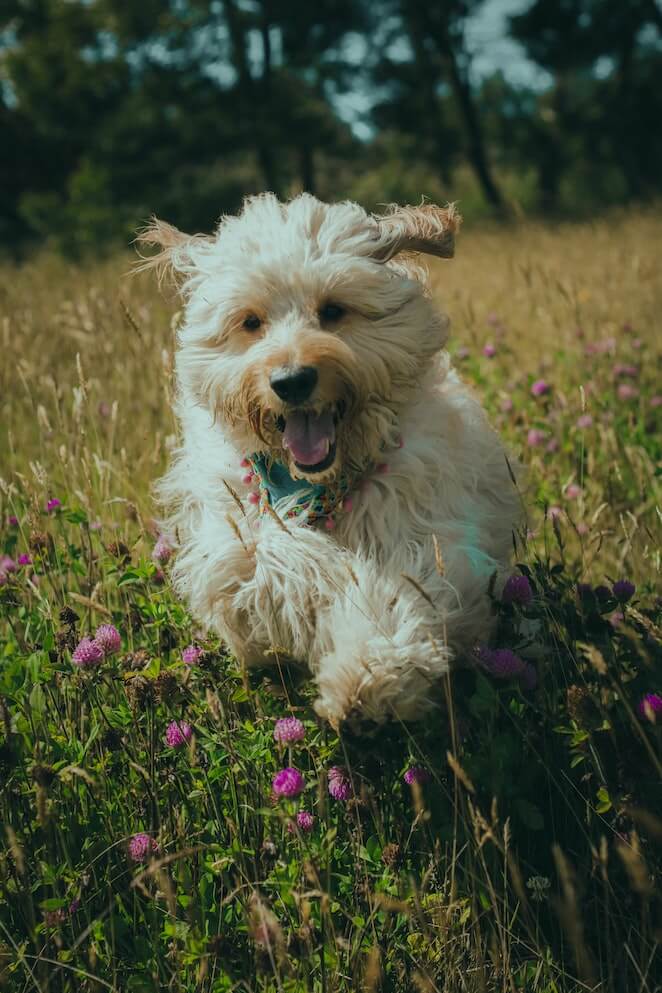 How to get burrs out of dog fur