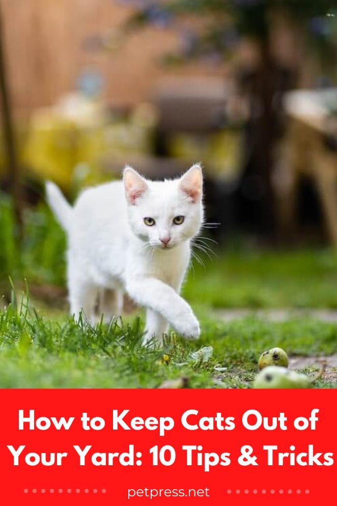 How to keep cats out of your yard