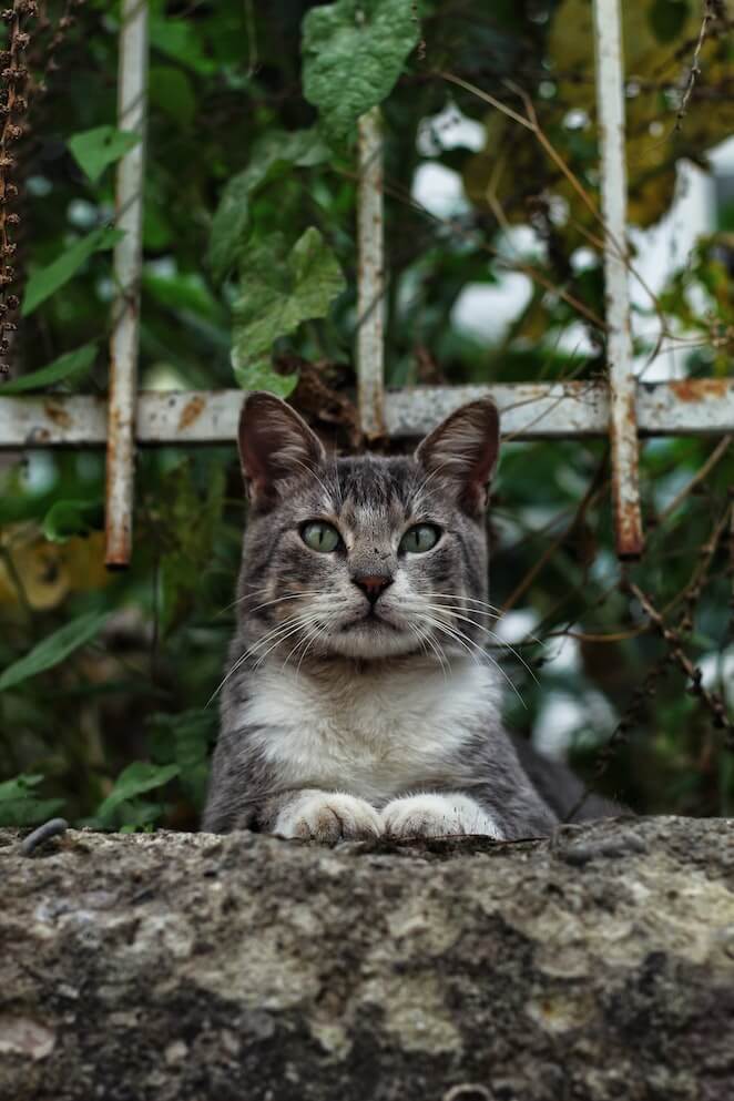 How to keep cats out of your yard