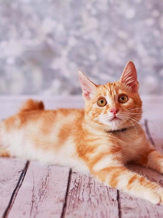 10 of the Weird Cat Breeds That You Probably Didn’t Know Existed