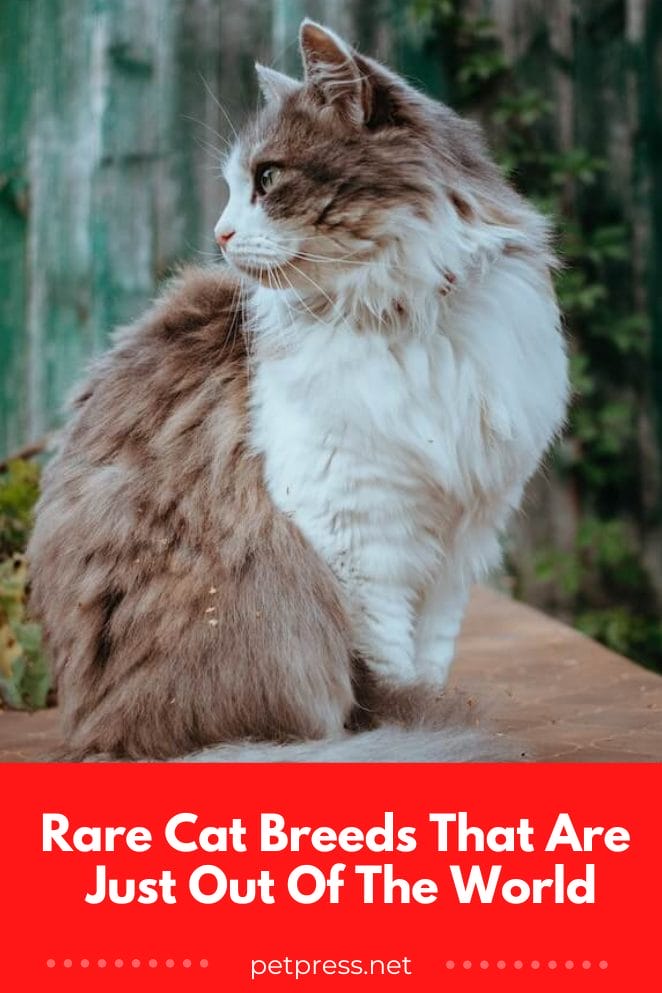 Rare Cat Breeds That Are Just Out Of The World
