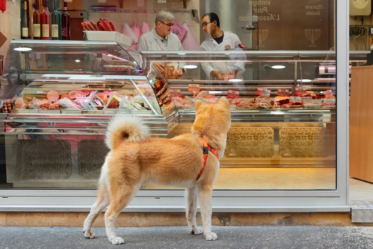 What Stores Allow Dogs 10 PetFriendly Shops To Checkout