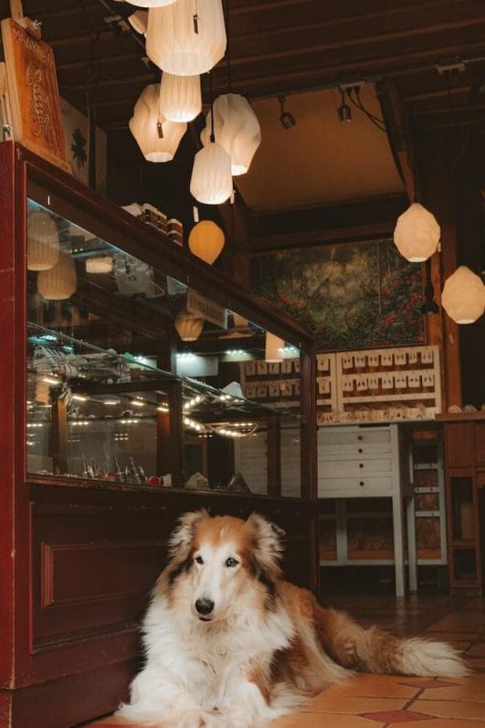 What Stores Allow Dogs 10 PetFriendly Shops To Checkout