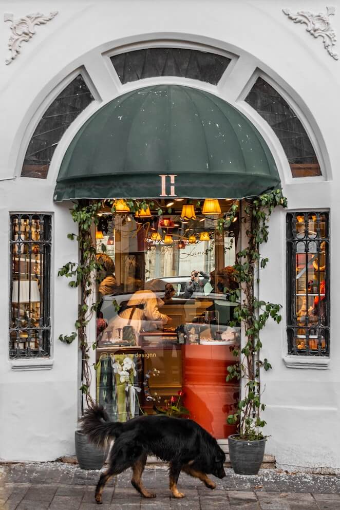 What Stores Allow Dogs 10 PetFriendly Shops To Checkout