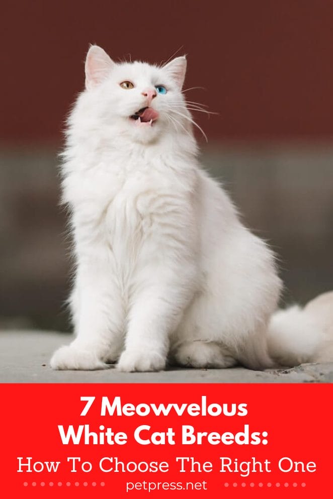 White cat breeds