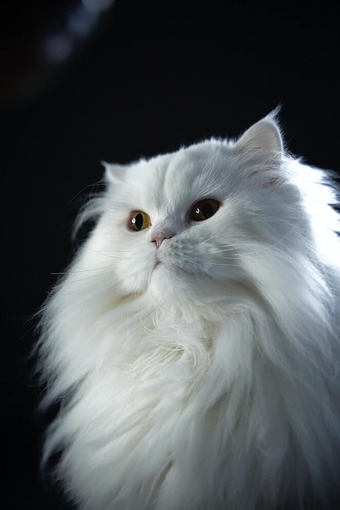 White cat breeds