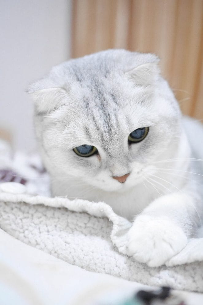 White cat breeds