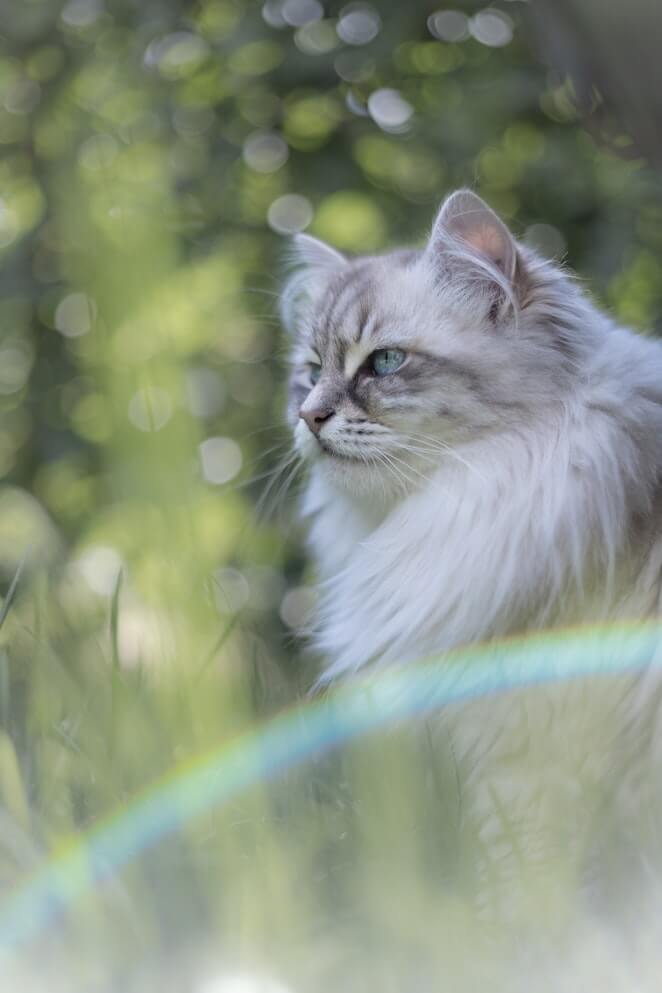 White cat breeds