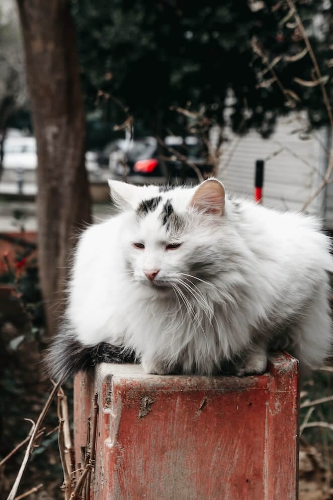 White cat breeds