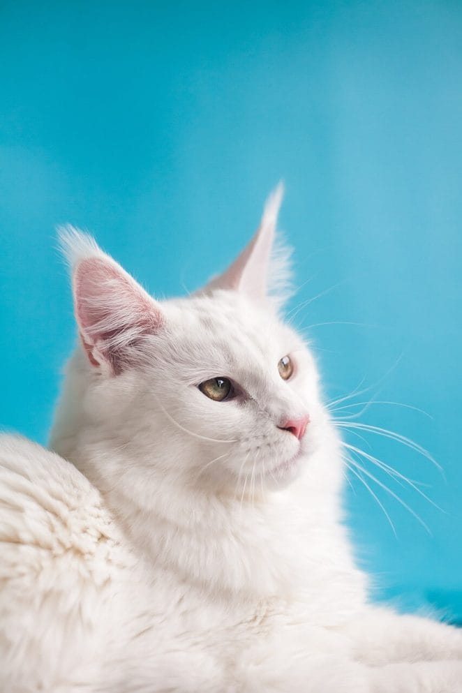 White cat breeds