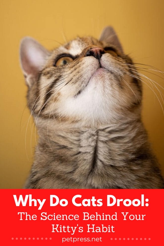 Why Do Cats Drool The Science Behind Your Kitty's Habit