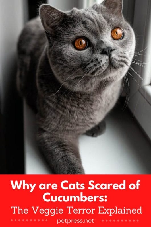 Why are Cats Scared of Cucumbers The Veggie Terror Explained
