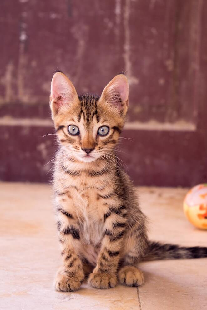 Why are cats scared of cucumbers