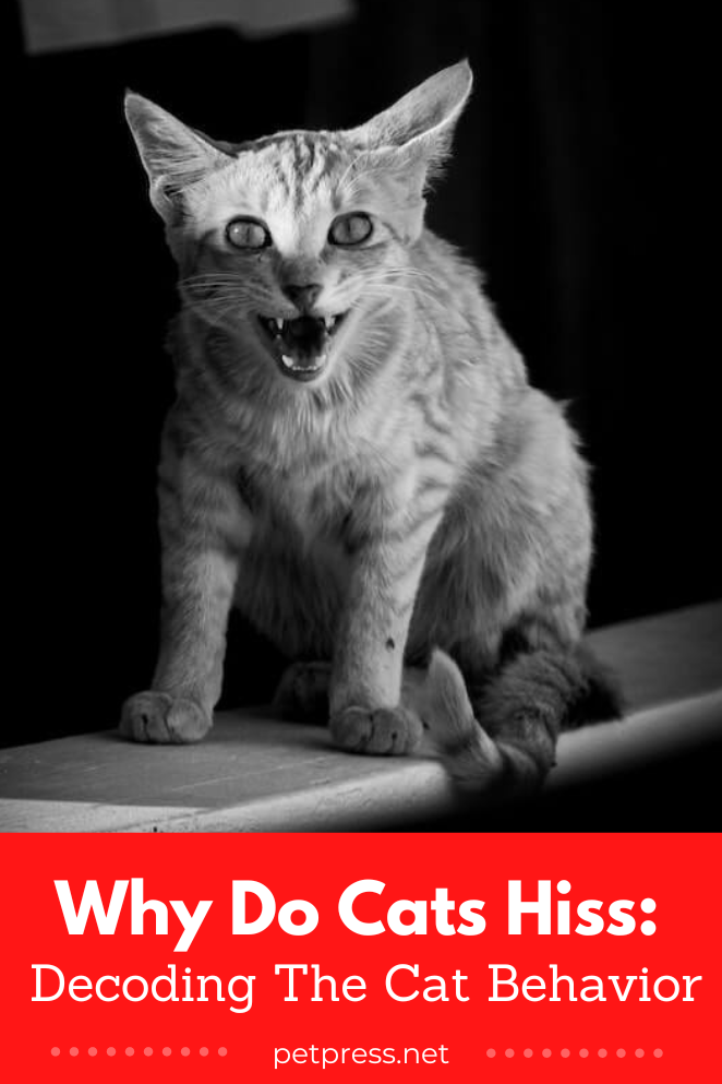 Why Do Cats Hiss: Decoding The Cat Behavior