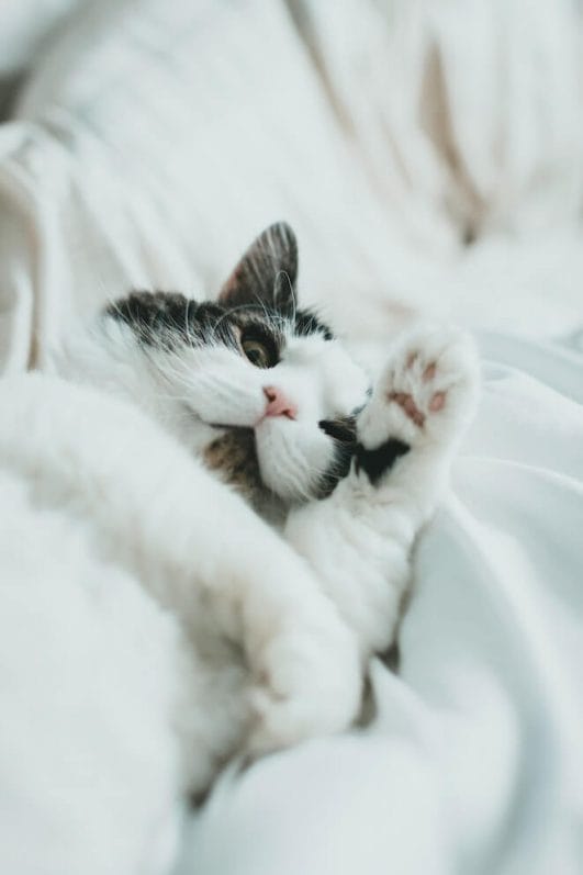 Quirky Feline Habits Why Do Cats Knead?