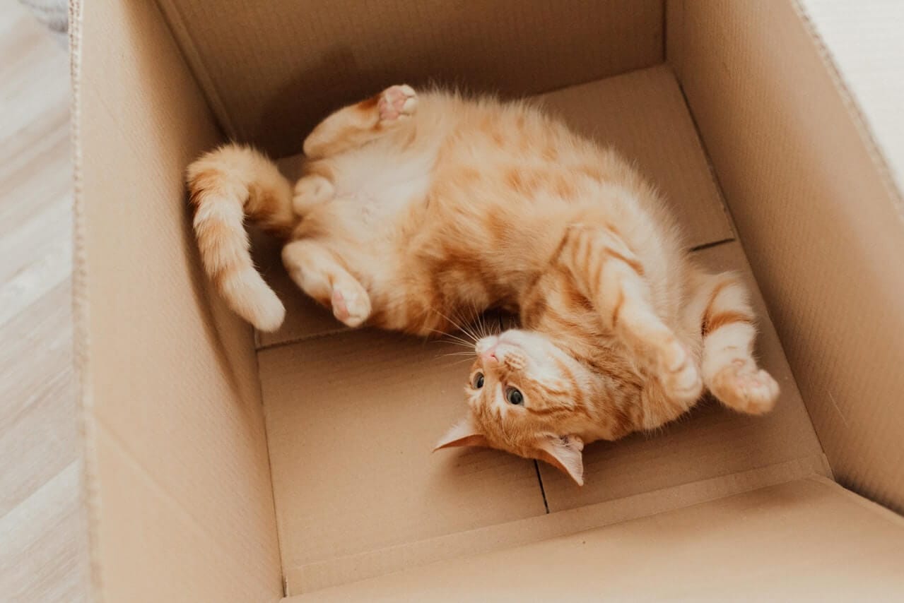 Why Do Cats Like Boxes The Mystery Explained