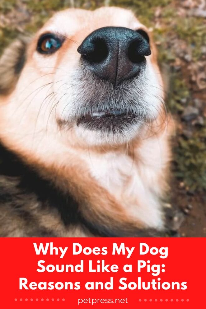 Why Does My Dog Sound Like a Pig Reasons and Solutions