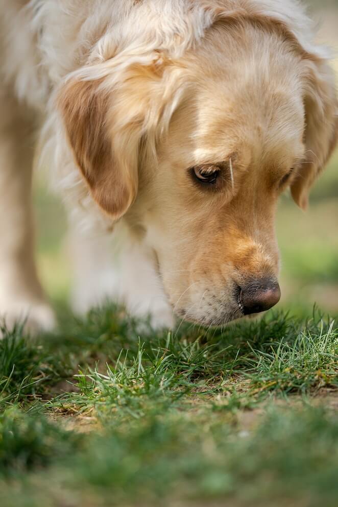 Why does my dog sound like a pig