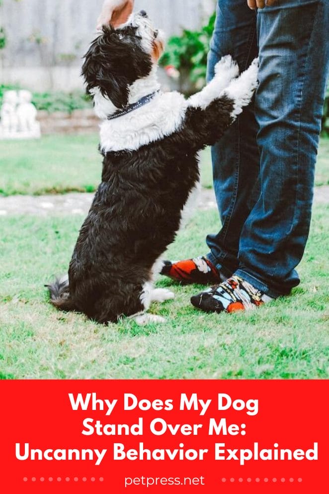 Why does my dog stand over me