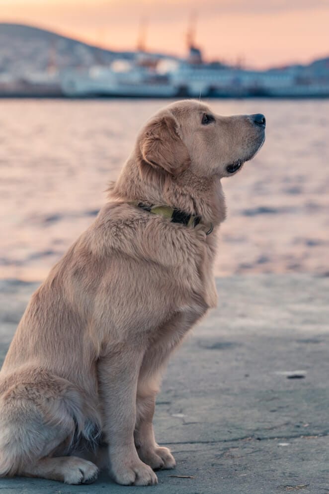 Why Does My Dog Stand Over Me Uncanny Behavior Explained