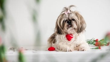 best haircuts for shih tzu dogs