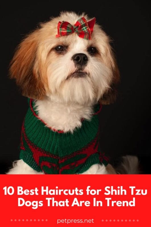 10 Best Haircuts for Shih Tzu Dogs That Are In Trend