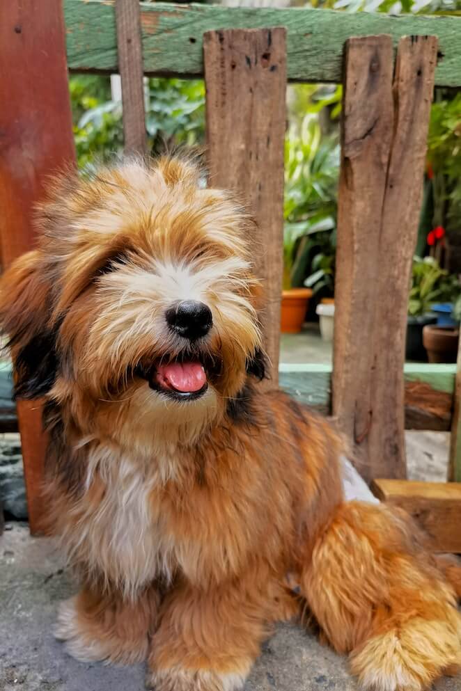 best haircuts for shih tzu dogs