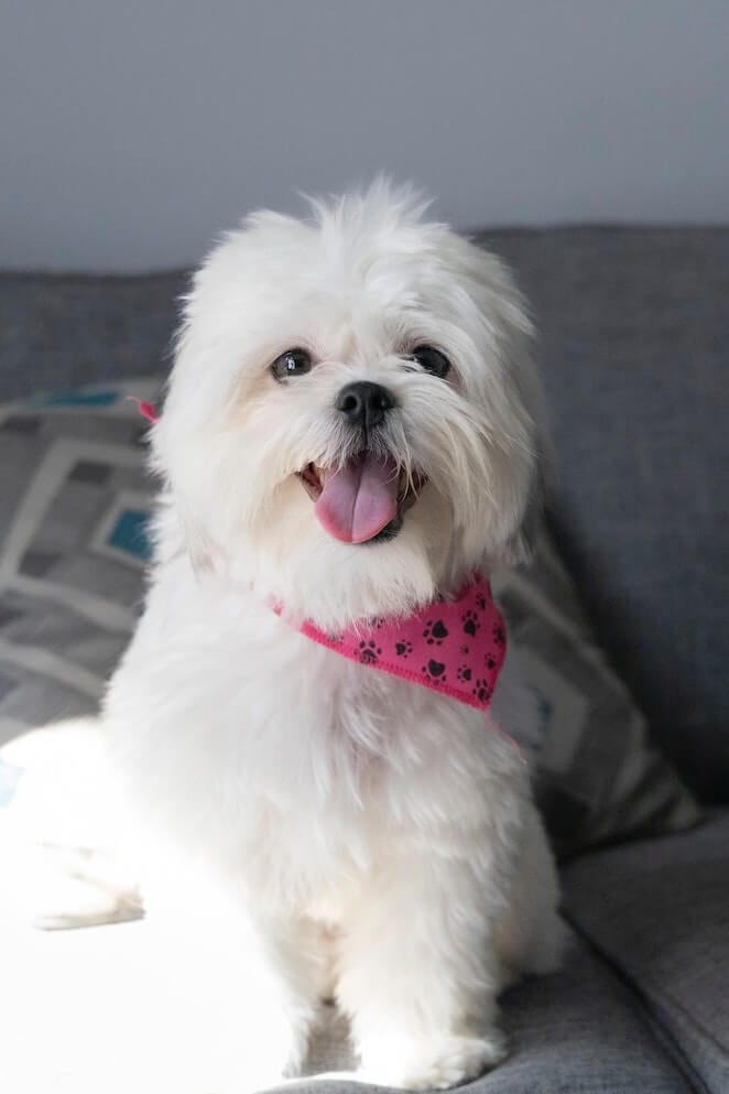 best haircuts for shih tzu dogs