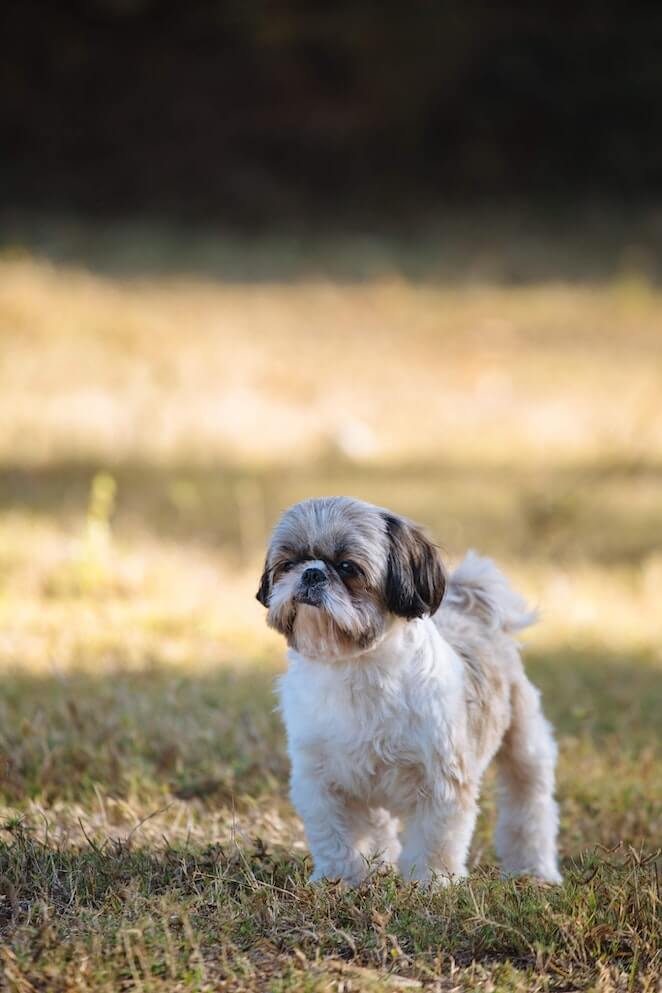 best haircuts for shih tzu dogs