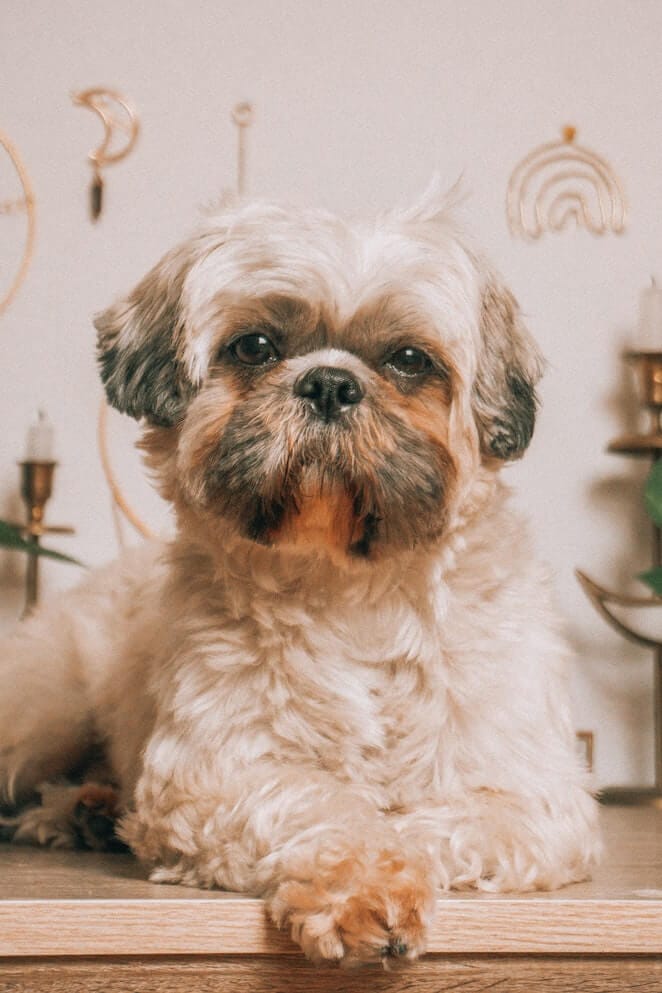 best haircuts for shih tzu dogs