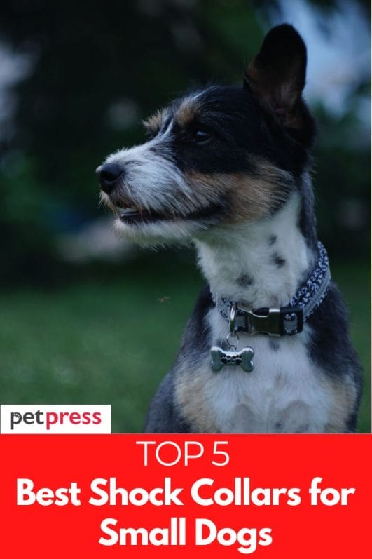 The Top 5 Best Shock Collars for Small Dogs