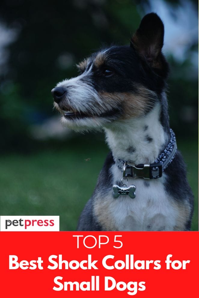 The Top 5 Best Shock Collars For Small Dogs   Best Shock Collar For Small Dogs 