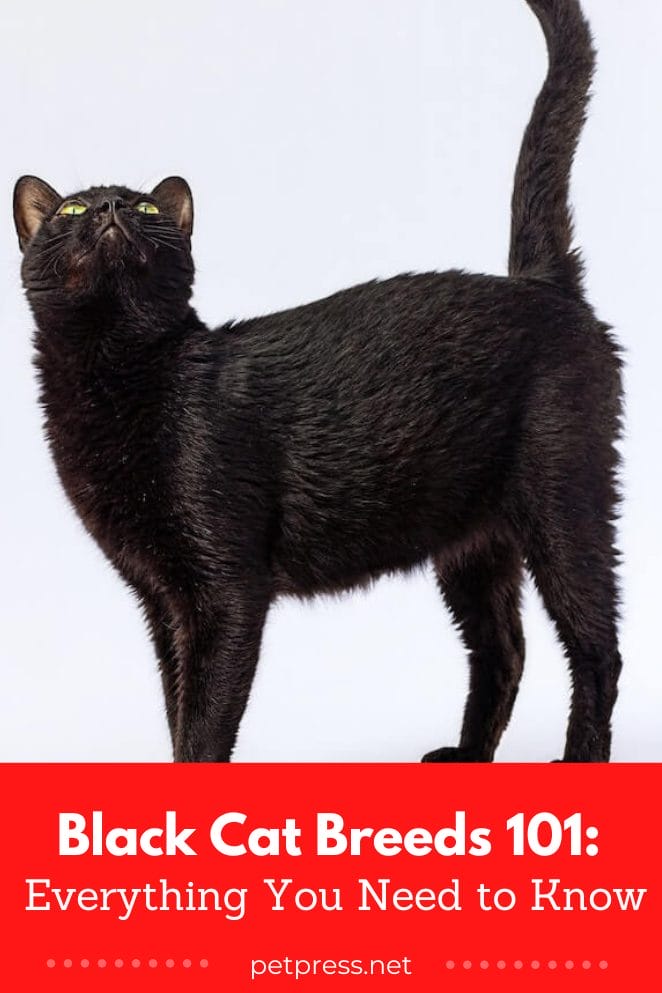 Black Cat Breeds 101: Everything You Need To Know