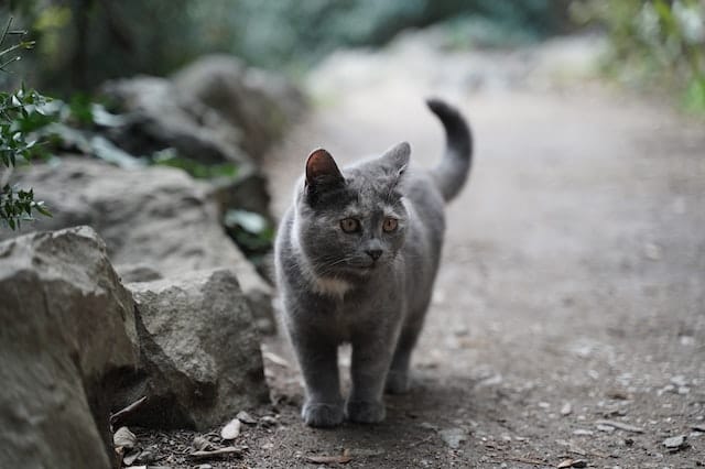 british-shorthair