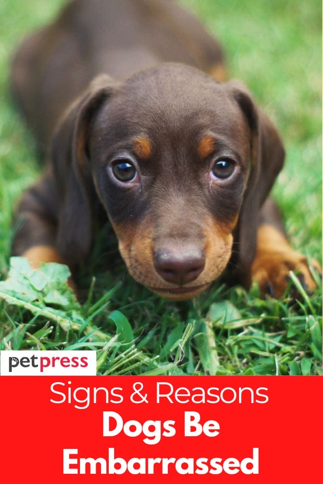 can dogs be embarrassed