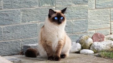 cat breeds with blue eyes