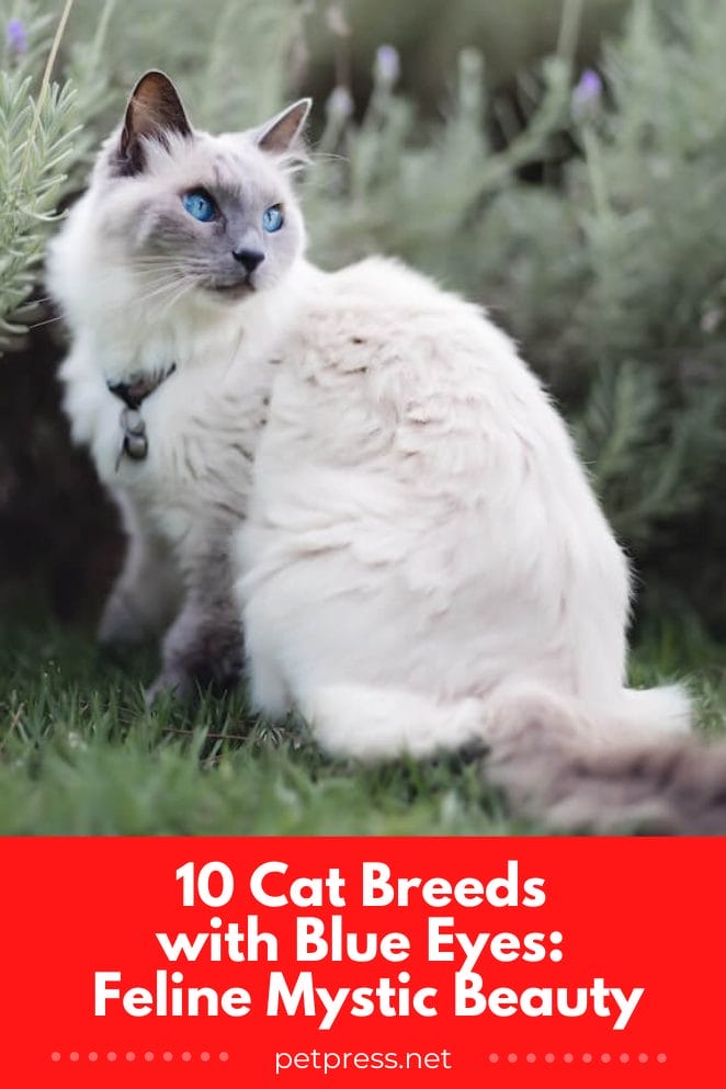 cat breeds with blue eyes