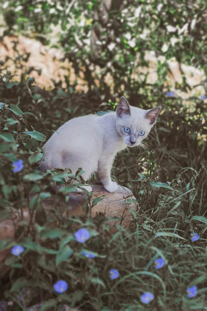 cat breeds with blue eyes