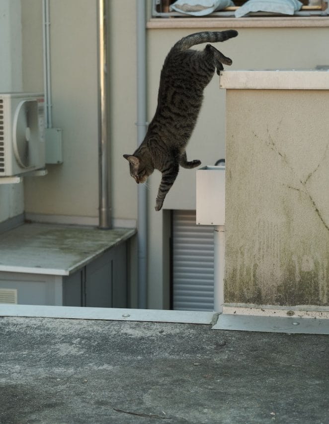 cat-jumping