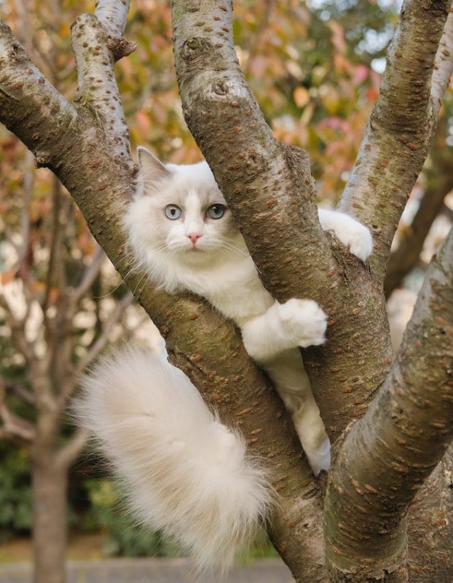 cat-on-tree